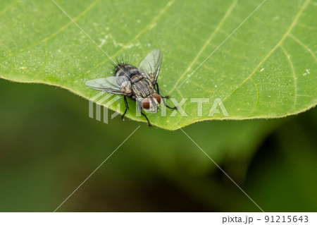 トガリハリバエ トガリハリバエ 91215643