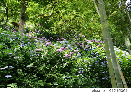 長谷寺 紫陽花　Hasedera temple 91216061