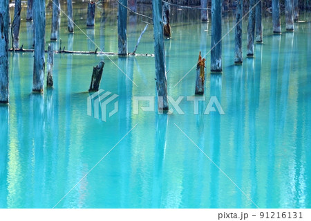 白金青い池で見たエメラルドグリーンの水面と水中木のコラボ情景＠北海道 91216131