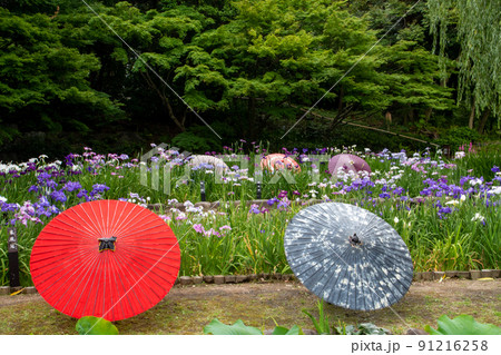 徳川園、満開の花菖蒲と粋な演出の和傘 91216258