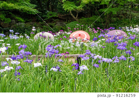 徳川園、満開の花菖蒲と粋な演出の和傘 徳川園、満開の花菖蒲と粋な演出の和傘 91216259
