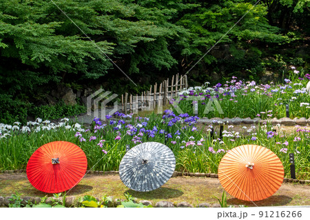 徳川園、満開の花菖蒲と粋な演出の和傘 徳川園、満開の花菖蒲と粋な演出の和傘 91216266
