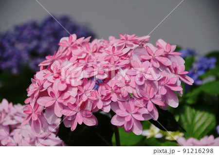 アジサイ 長谷の祈り Hydrangea macrophylla アジサイ 長谷の祈り Hydrangea macrophylla 91216298