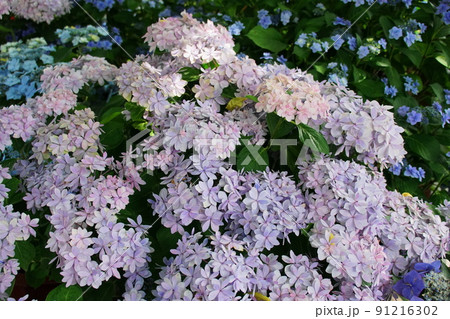アジサイ 長谷の祈り Hydrangea macrophylla アジサイ 長谷の祈り Hydrangea macrophylla 91216302