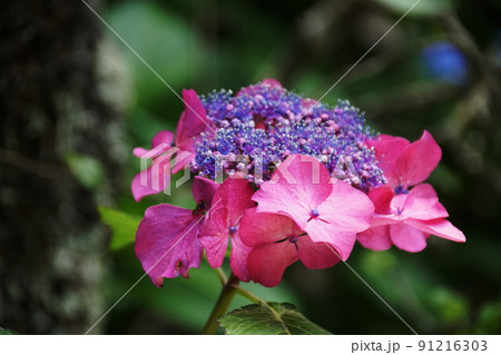 アジサイ 火渡り Hydrangea macrophylla アジサイ 火渡り Hydrangea macrophylla 91216303