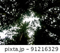 夏の木漏れ日 91216329