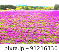ピンク一面の富士芝桜 91216330