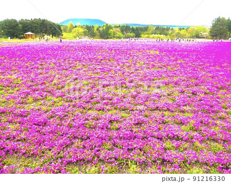 ピンク一面の富士芝桜 ピンク一面の富士芝桜 91216330