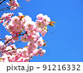 春の青空と桜 91216332