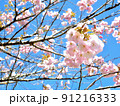 春の青空と薄ピンクの桜 91216333