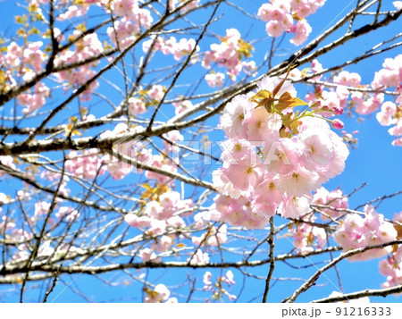 春の青空と薄ピンクの桜 91216333