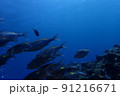 沖縄県宮古島にダイビングで行ってみた 91216671
