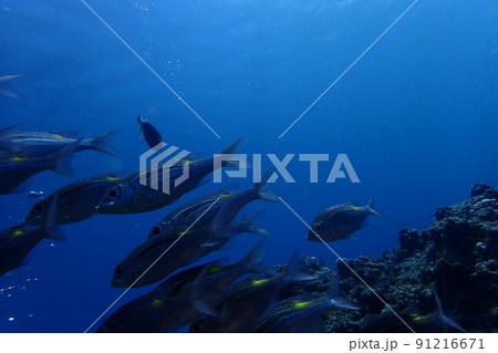 沖縄県宮古島にダイビングで行ってみた 沖縄県宮古島にダイビングで行ってみた 91216671