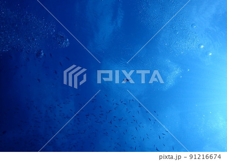 沖縄県宮古島にダイビングで行ってみた 沖縄県宮古島にダイビングで行ってみた 91216674