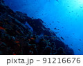 沖縄県宮古島にダイビングで行ってみた 91216676