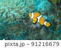 沖縄県宮古島にダイビングで行ってみた 91216679