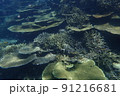 沖縄県宮古島にダイビングで行ってみた 91216681