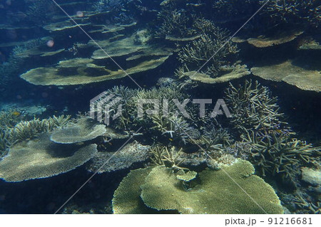 沖縄県宮古島にダイビングで行ってみた 沖縄県宮古島にダイビングで行ってみた 91216681