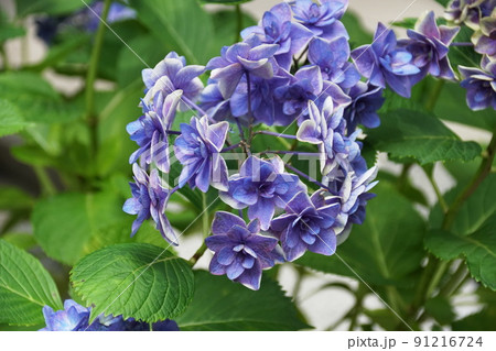 アジサイ ピーターパン Hydrangea macrophyllaの写真素材 [91216724