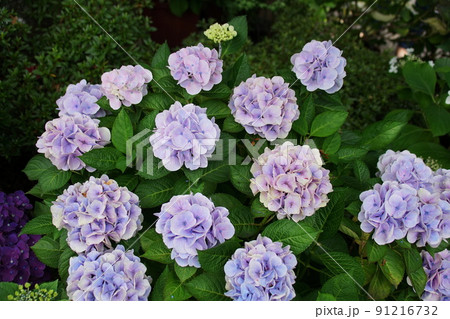 アジサイ コットンキャンディー Hydrangea macrophylla アジサイ コットンキャンディー Hydrangea macrophylla 91216732