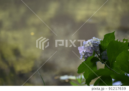 薄紫のアジサイの花一輪 91217639