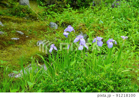 花菖蒲(京都・嵯峨野・天龍寺) 花菖蒲(京都・嵯峨野・天龍寺) 91218100
