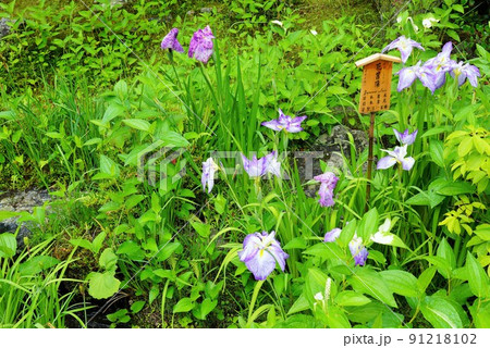 花菖蒲(京都・嵯峨野・天龍寺) 花菖蒲(京都・嵯峨野・天龍寺) 91218102