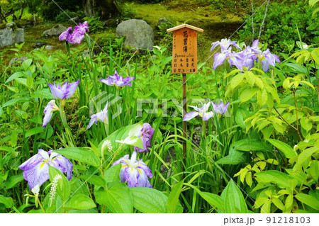 花菖蒲(京都・嵯峨野・天龍寺) 花菖蒲(京都・嵯峨野・天龍寺) 91218103