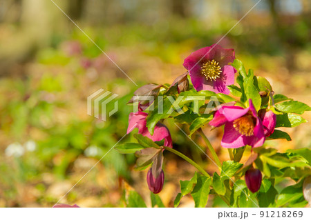 国営讃岐まんのう公園　四季折々 91218269