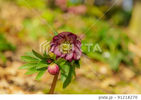 国営讃岐まんのう公園　四季折々 91218270