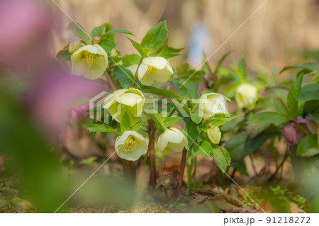 国営讃岐まんのう公園　四季折々 91218272