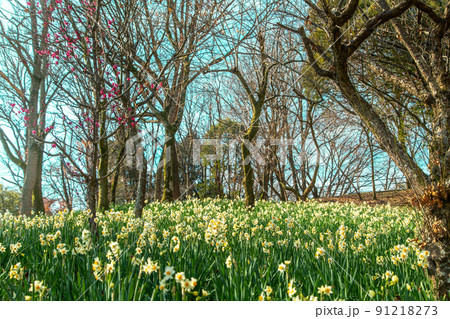 国営讃岐まんのう公園　四季折々 91218273