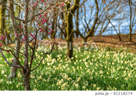 国営讃岐まんのう公園　四季折々 91218274