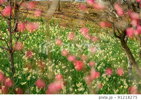 国営讃岐まんのう公園 四季折々 国営讃岐まんのう公園 四季折々 91218275