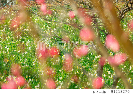 国営讃岐まんのう公園　四季折々 91218276