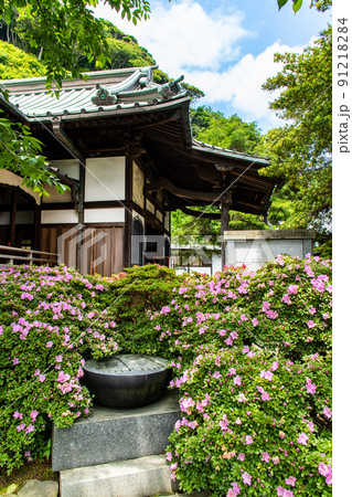 神奈川県鎌倉市 安養院 ~ツツジの咲く本堂と仏足跡~ 神奈川県鎌倉市 安養院 ~ツツジの咲く本堂と仏足跡~ 91218284