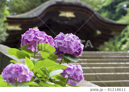 境内の紫陽花 境内の紫陽花 91218611