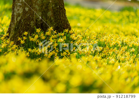 国営讃岐まんのう公園 菜の花 スイセン 国営讃岐まんのう公園 菜の花 スイセン 91218799