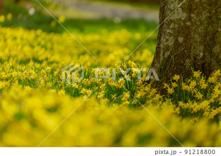 国営讃岐まんのう公園　菜の花　スイセン 91218800
