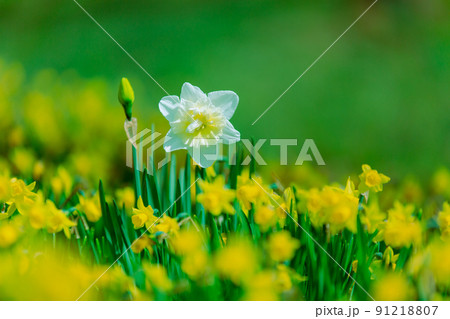 国営讃岐まんのう公園　菜の花　スイセン 91218807