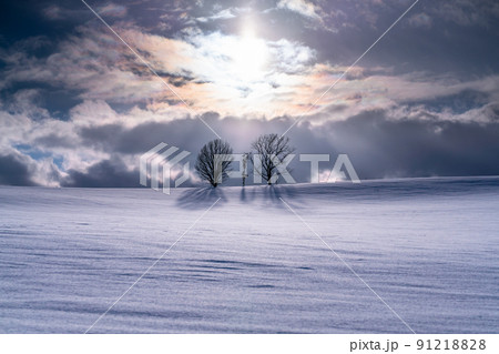 《北海道》親子の木・冬の美瑛 91218828