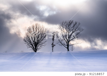 《北海道》親子の木・冬の美瑛 《北海道》親子の木・冬の美瑛 91218857