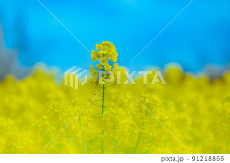 国営讃岐まんのう公園 スイセン 菜の花 国営讃岐まんのう公園 スイセン 菜の花 91218866