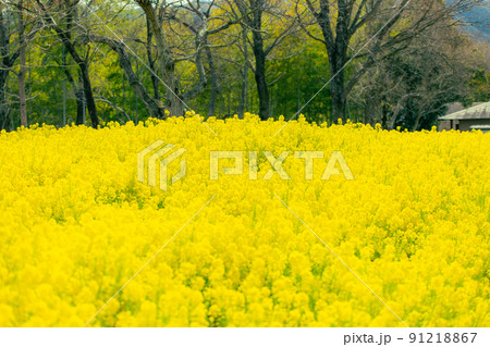 国営讃岐まんのう公園　スイセン　菜の花 91218867
