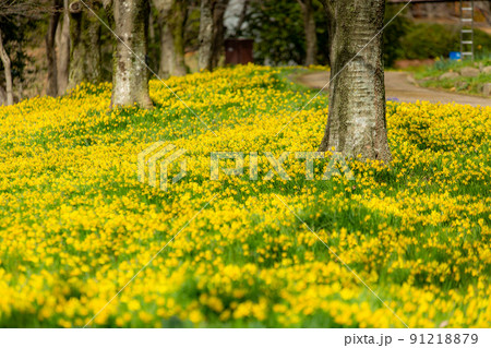 国営讃岐まんのう公園　スイセン　菜の花 91218879