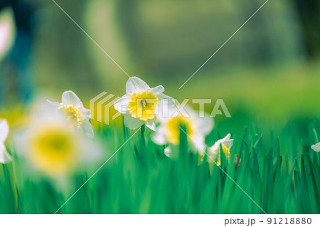 国営讃岐まんのう公園　スイセン　菜の花 91218880