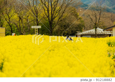 国営讃岐まんのう公園 スイセン 菜の花 国営讃岐まんのう公園 スイセン 菜の花 91218882