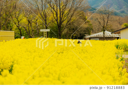 国営讃岐まんのう公園 スイセン 菜の花 国営讃岐まんのう公園 スイセン 菜の花 91218883