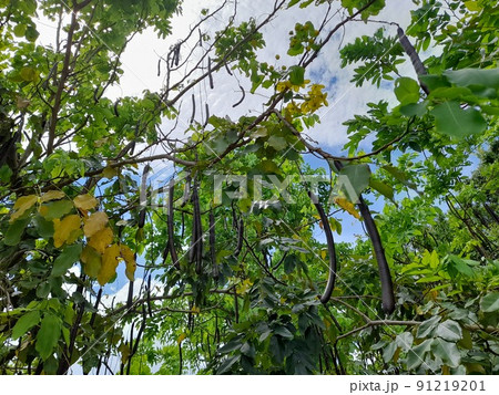 花 フラワー お花 91219201