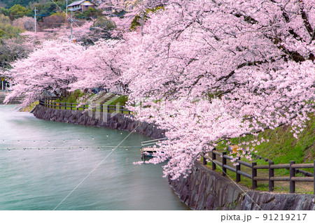 香川県三豊市財田町 戸田ダム公園の桜 香川県三豊市財田町 戸田ダム公園の桜 91219217